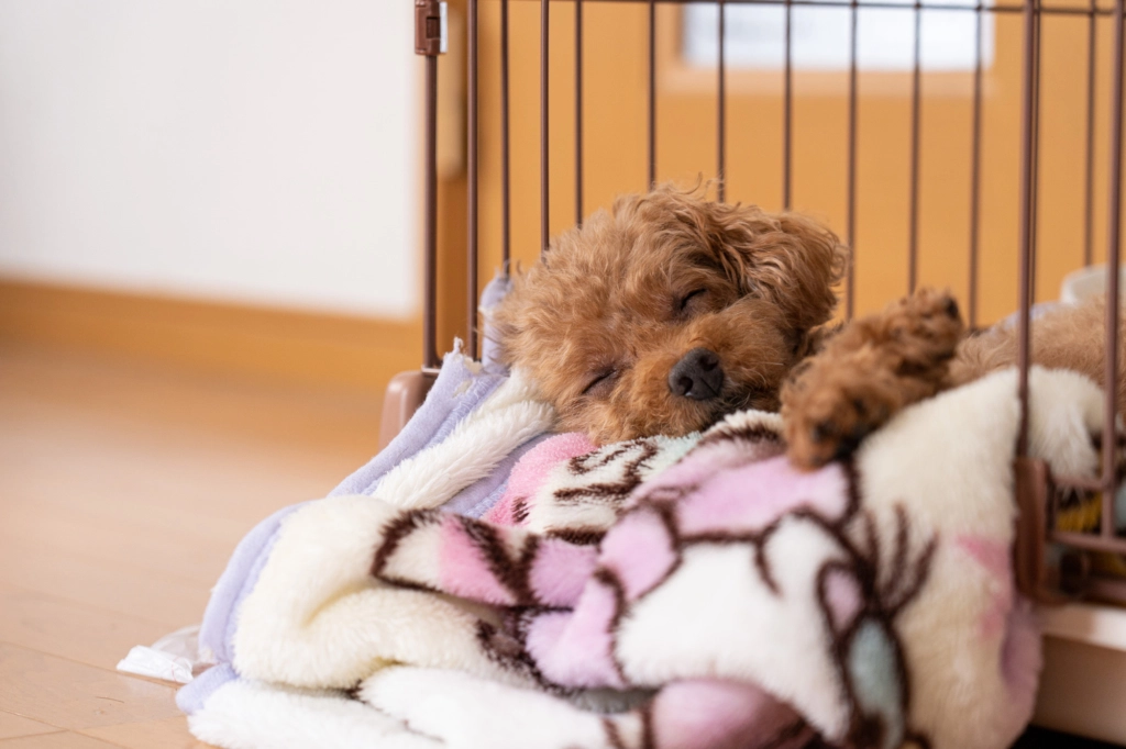 おしゃれ！小型犬ケージのおすすめ15選｜折りたたみやコンパクトタイプ
