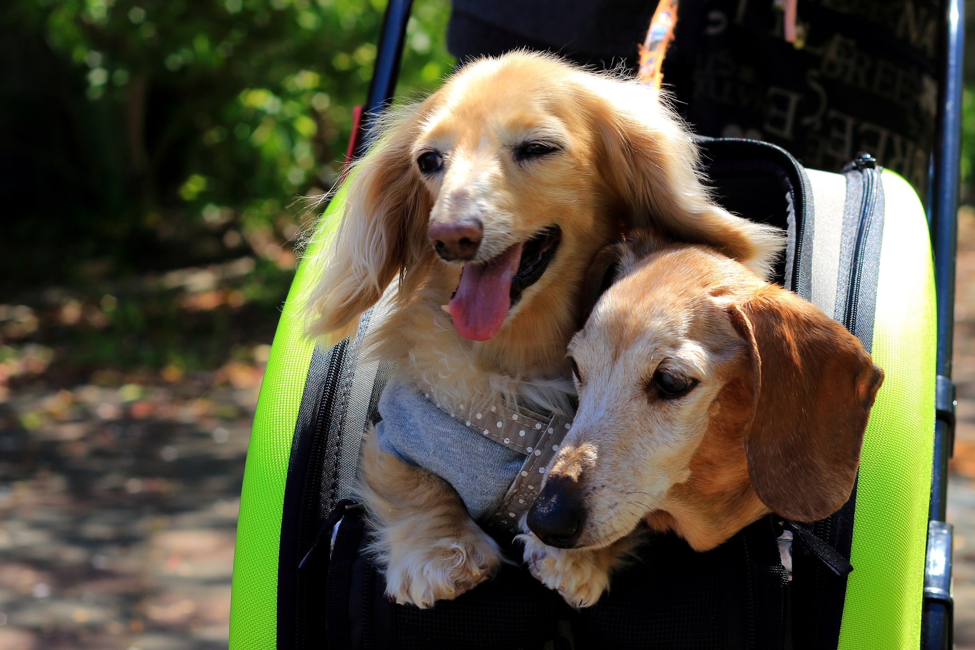 訳あり】ペットカート 折りたたみ 犬用ベビーカー 猫 犬 軽量 取り外し